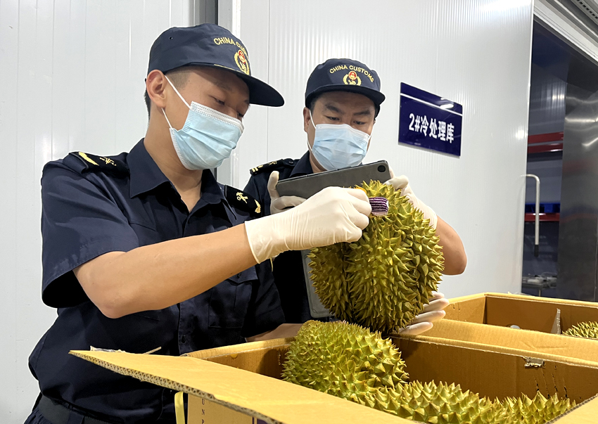 磨憨鐵路口岸綜合性指定監(jiān)管場地水果查驗區(qū)內(nèi)，海關(guān)關(guān)員正在查驗進口榴蓮。勐臘海關(guān)供圖