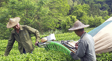 福建順昌：採(cǎi)摘巖茶